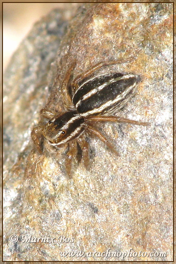 Female